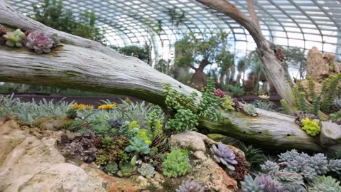 Succulent garden display inside the Flower Dome at Gardens by the Bay Stock Footage 341781678