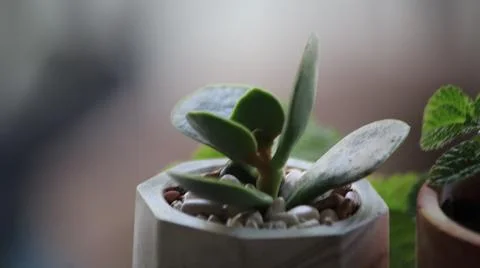 Succulent in Geometric Pot Stock Photos