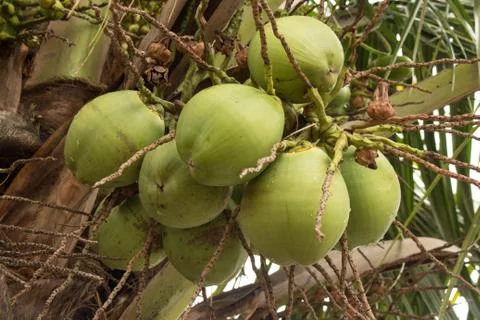 Succulent green coconuts Stockfoto's