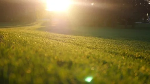 Succulent green field with a lawn in the rays of sunset. HD, 1920x1080, slow Stock Footage 104411181