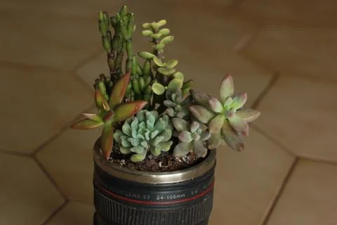 Succulent Grouping Stock Photos