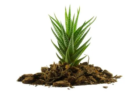 Succulent grows from the soil Stock Photos