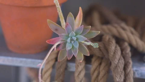 Succulent hanging on a branch Video stock 87121246