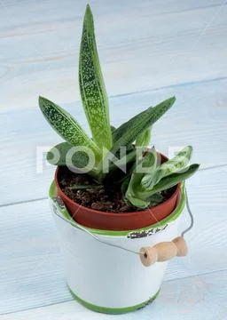 Succulent Houseplant Gasteria Stock Photos