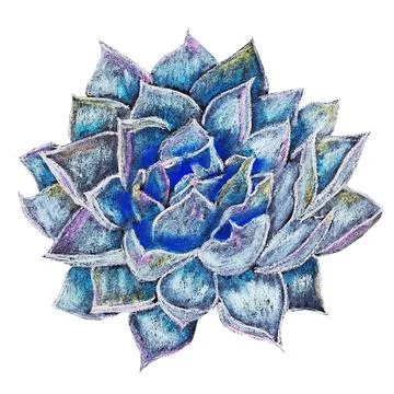 Succulent Stock Illustration