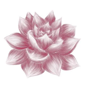 Succulent illustration linear hatching side view on white background Stock Illustration