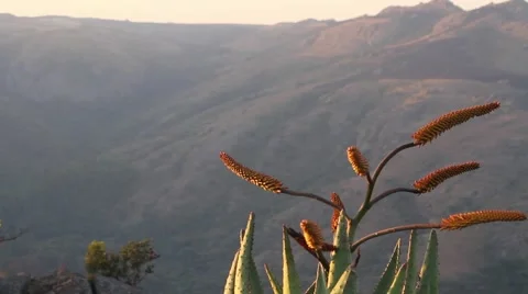 Succulent in a landscape at sunset Stock Footage 51722496