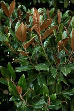 Succulent leaves in the botanical garden Stock Photos