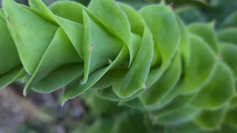 Succulent Long Stem Stalk Stock Footage 160243887