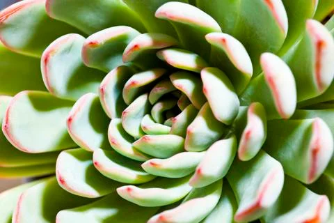Succulent macro background. Stock Photos