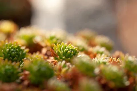Succulent Macro Foto stock