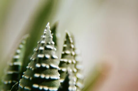 Succulent Macro Stock-Fotos