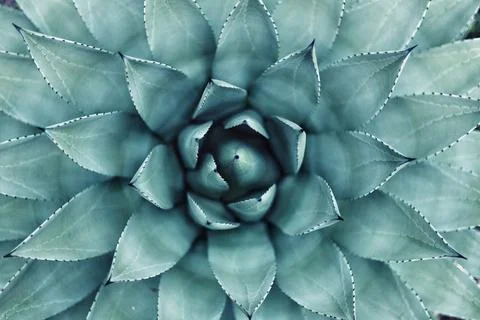 Succulent macro shot. 写真素材