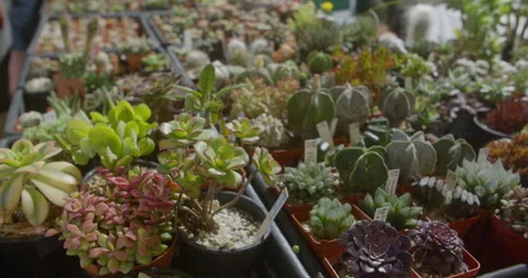 Succulent Market  스톡 동영상 246696070
