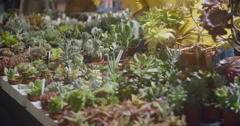 Succulent Market 스톡 동영상 246696862