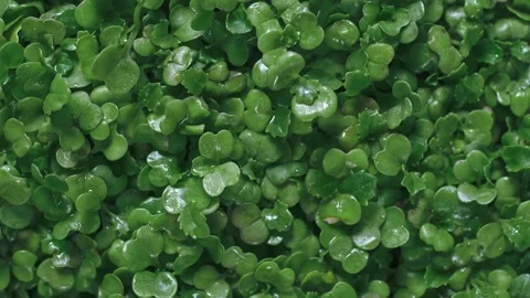 Succulent microgreen leaves rotate 360 to add flavor to restaurant dishes 動画素材 273075770