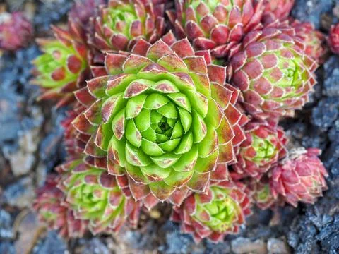 Succulent. Overhead view. Stock Photos