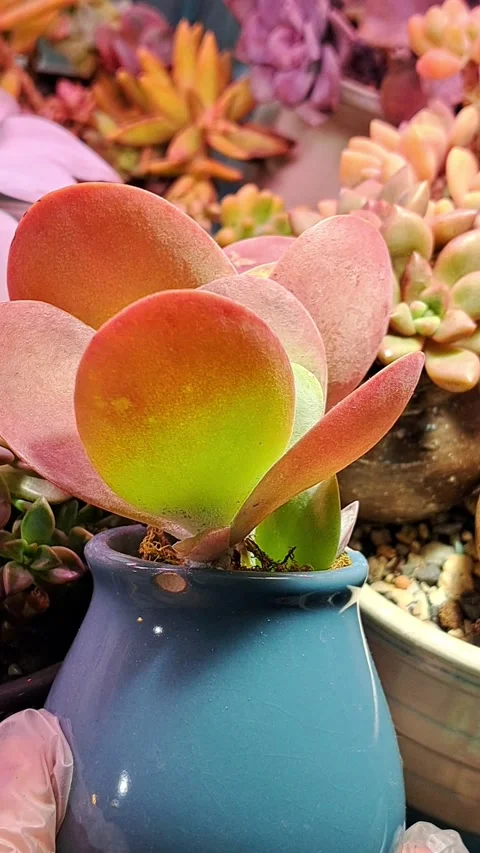 Succulent Paddle Plant in Mini Pot Vertical Stock Footage 296657439