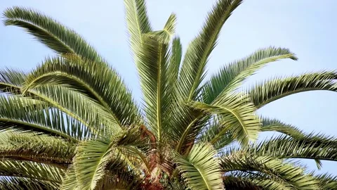 Succulent palm tree branches sway in strong wind, in bright sunlight, slow motio Stock Footage 220362624