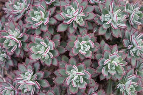Succulent Pattern Red and Green Stock Photos