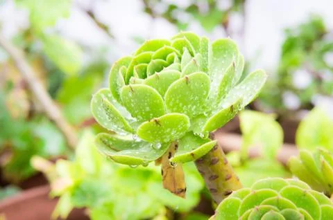 Succulent Stock Photos