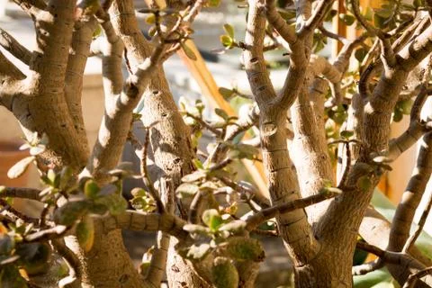 Succulent Stock Photos