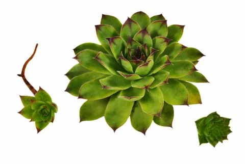 Succulent Stock Photos