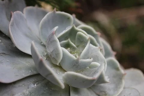 Succulent Foto stock