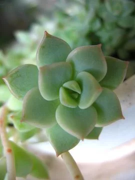 Succulent Stock Photos