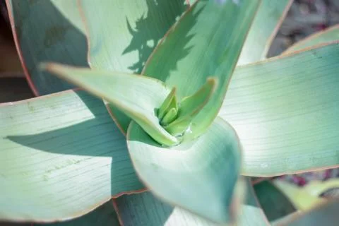 Succulent Foto stock