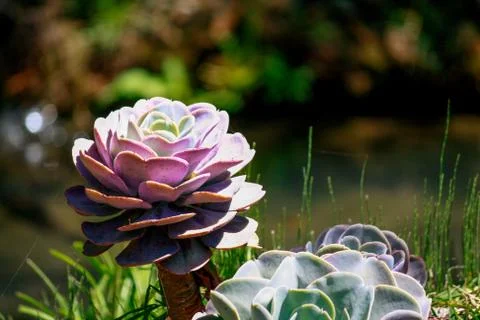 Succulent Stock Photos