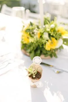 Succulent. Stock Photos