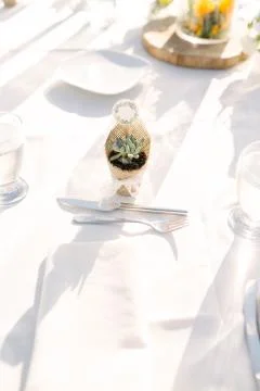 Succulent. Stock Photos