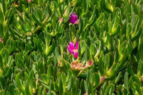 Succulent Stock Photos