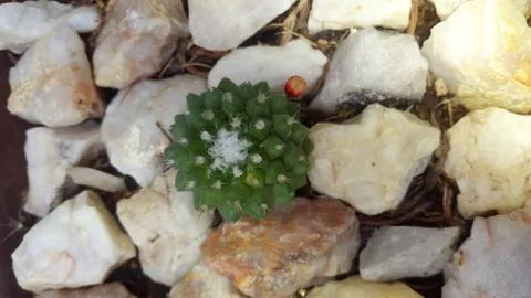 Succulent Fotos de archivo