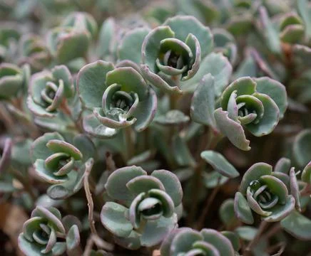 Succulent Stock Photos