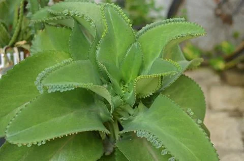 Succulent Stock Photos