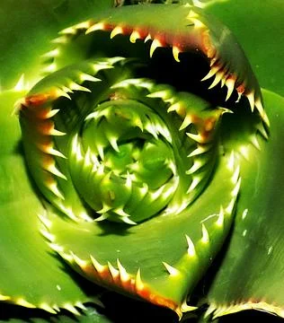 Succulent Stock Photos