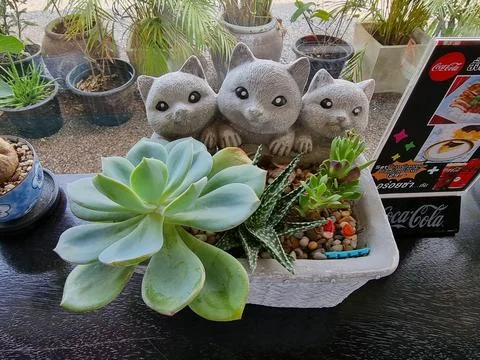 Succulent Stock Photos