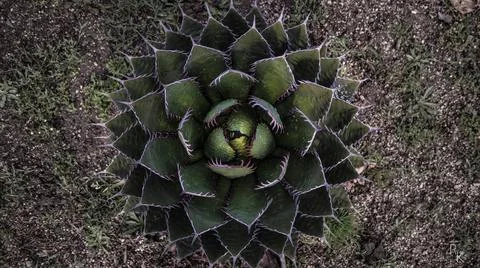 Succulent Stock-Fotos