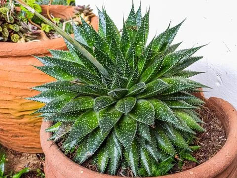 Succulent Stock Photos