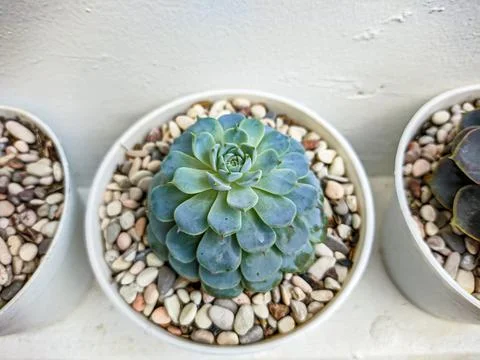 Succulent Stock Photos