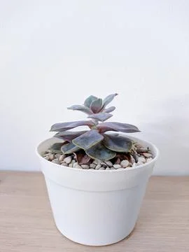 Succulent Stock Photos