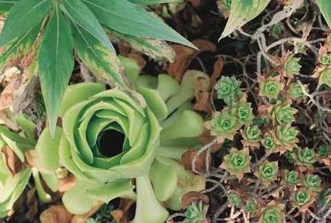 Succulent Stock Photos