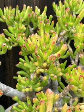 Succulent Stock Photos