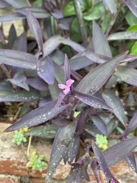 Succulent 写真素材