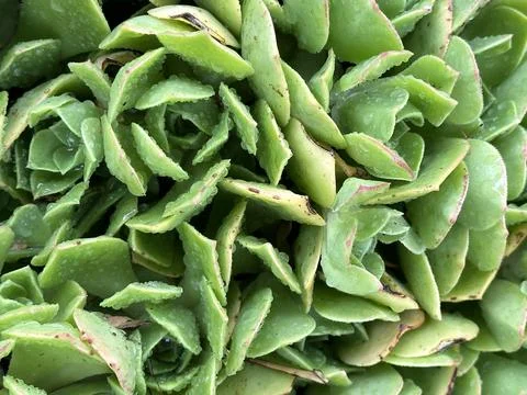 Succulent Stock Photos