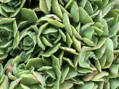 Succulent Stock Photos
