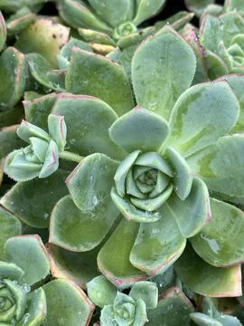 Succulent Stock Photos