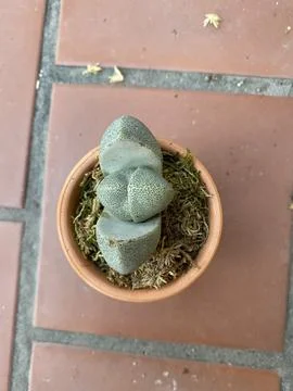 Succulent 写真素材